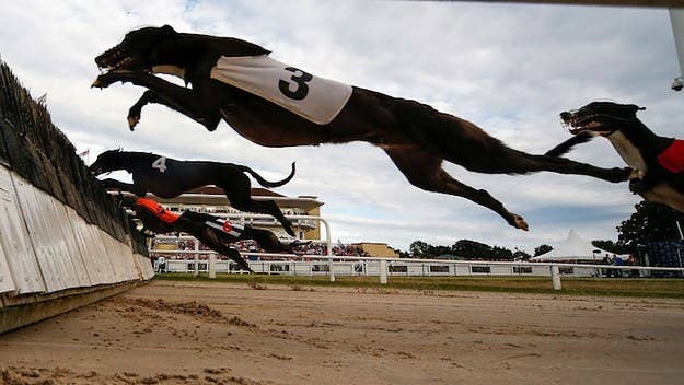 The greyhound's trainer believes someone who had recently done the drug patted the dog on the head, causing the positive result.