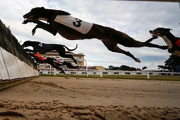 Greyhound racing