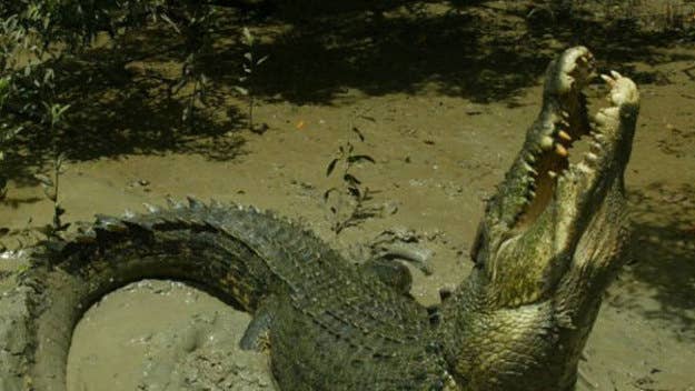 "Here's a pic of a big-ass croc, just because"