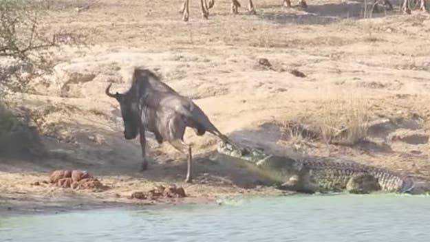 A couple caught the wild footage while on safari in South Africa.