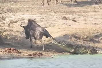 Wildebeest being dragged into the water by a crocodile