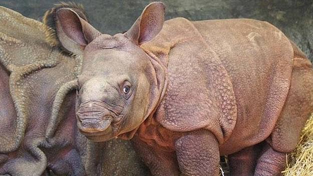 The Toronto Zoo is asking Canadians to help in naming their baby rhino