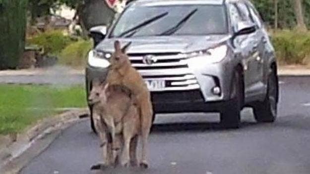 A pair of thirsty kangaroos experimentation with public sex caused a roadblock in Melbourne yesterday.