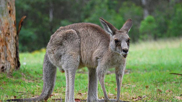 A Twitter video has shown an Australian native animal found a long way from home in Detroit, Michigan.