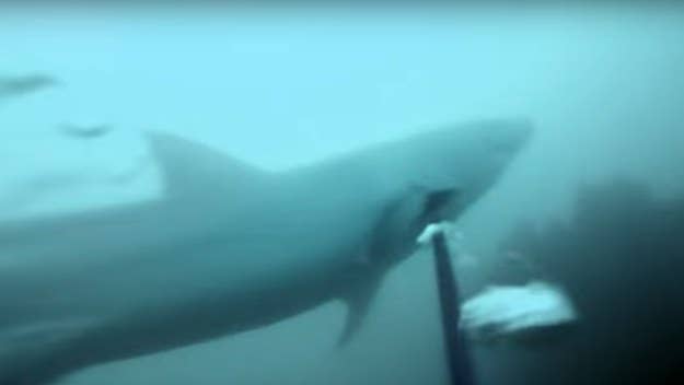 Video captured by a GoPro camera shows an intense meeting between a spearfisher and a great white shark.