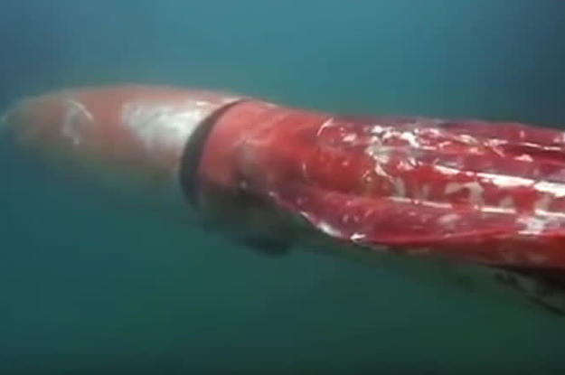 Rare Giant Squid Sighting Caught on Camera in Japan | Complex