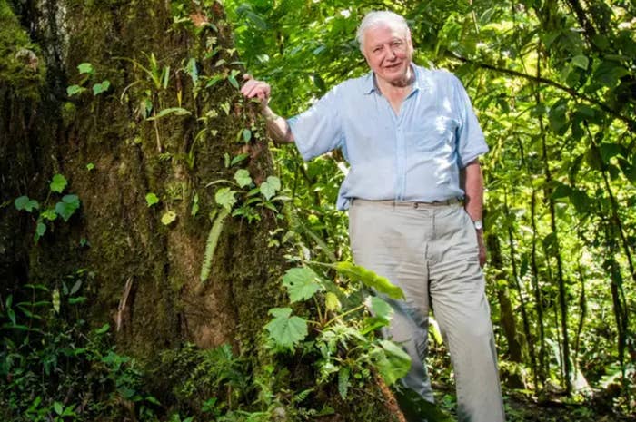 david attenborough and some trees