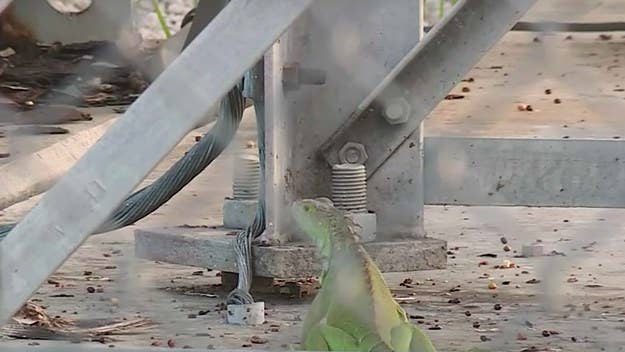 Unfortunately, the incident resulted not only in the power outage in question, but also in the swift death of the iguana said to be responsible.