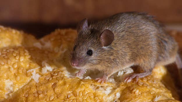 Hundreds of mouse droppings found at Cronut bakery.