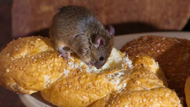Dominique Ansel Bakery, famous for the Cronut, is closed due to a mouse problem.