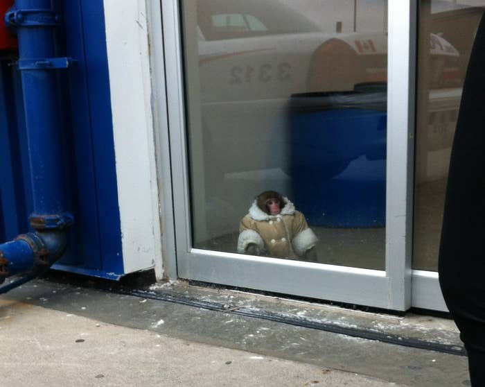 monkey in a little shearling coat staring out the glass door of ikea 