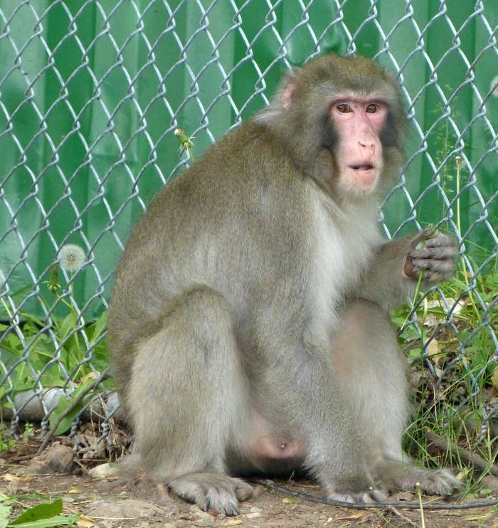 a monkey in an outdoor enclosure