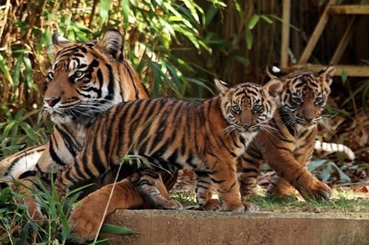 Sumatran Tiger Cubs at the Smithsonian's National Zoo Receive