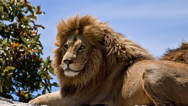 The tour guide was mauled by a lion while leading a walking safari and eventually died due to complications from his injuries.