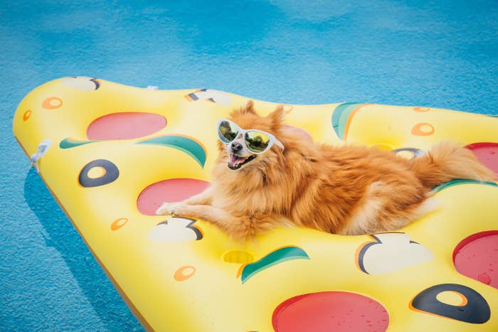 A dog on a pool float