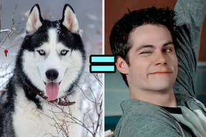 a husky dog in a snowy field and a still of stiles from teen wolf with an arrow in between them