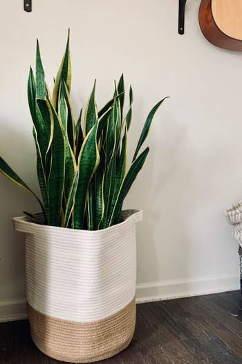 a reviewer photo of the basket sitting on the floor with a snake plant inside