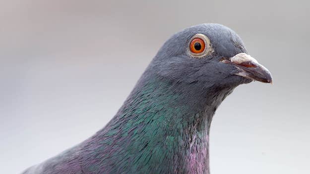 In an Abbotsford, British Columbia prison yard, officials busted and apprehended a pigeon on the grounds wearing a “backpack” full of crystal meth inside.