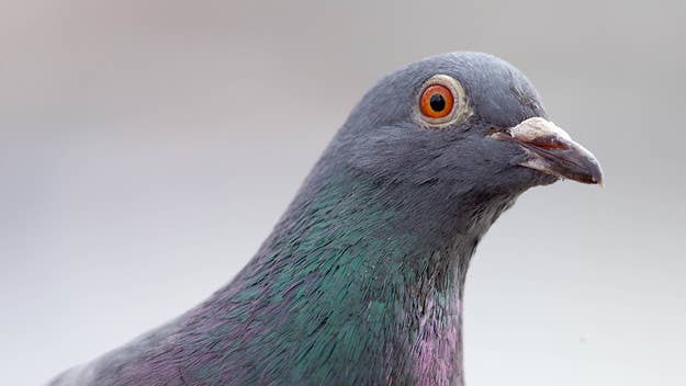 In an Abbotsford, British Columbia prison yard, officials busted and apprehended a pigeon on the grounds wearing a “backpack” full of crystal meth inside.