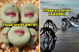 plants with lips, and dried leaves that look like monsters on a beach