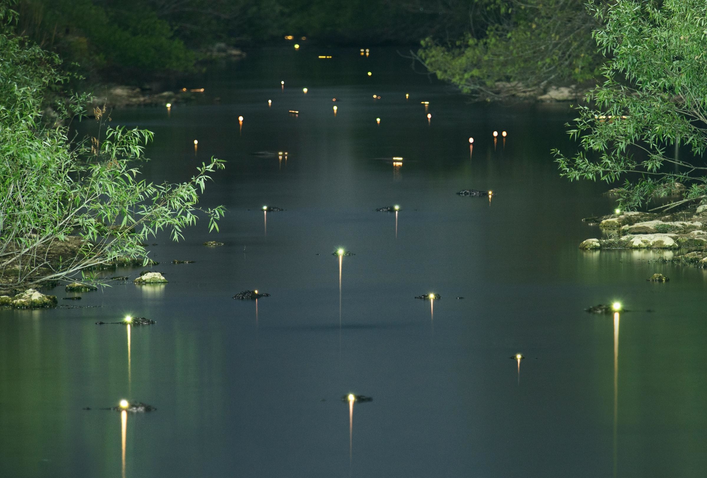 A river full of alligators whose eyes are reflecting from the camera flash
