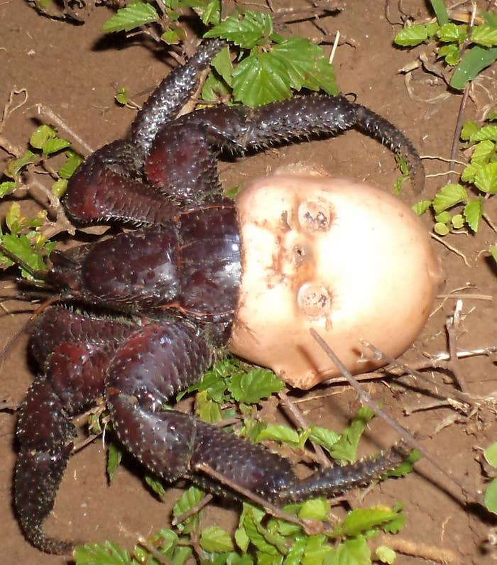 A crab with its head inside a plastic doll head