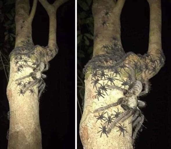 Creepy Nature Pictures - 19