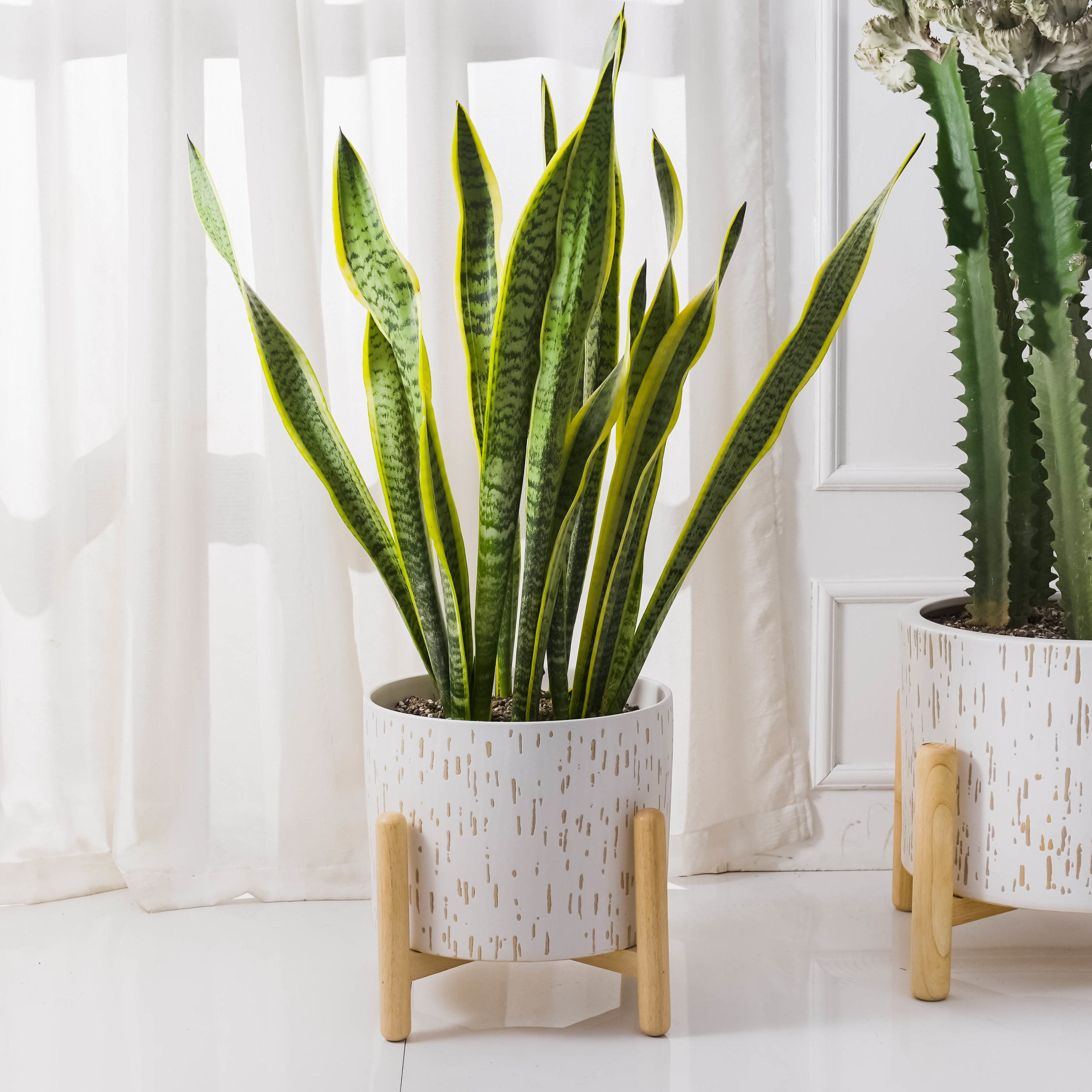 white ceramic planter with stand and snake plant inside