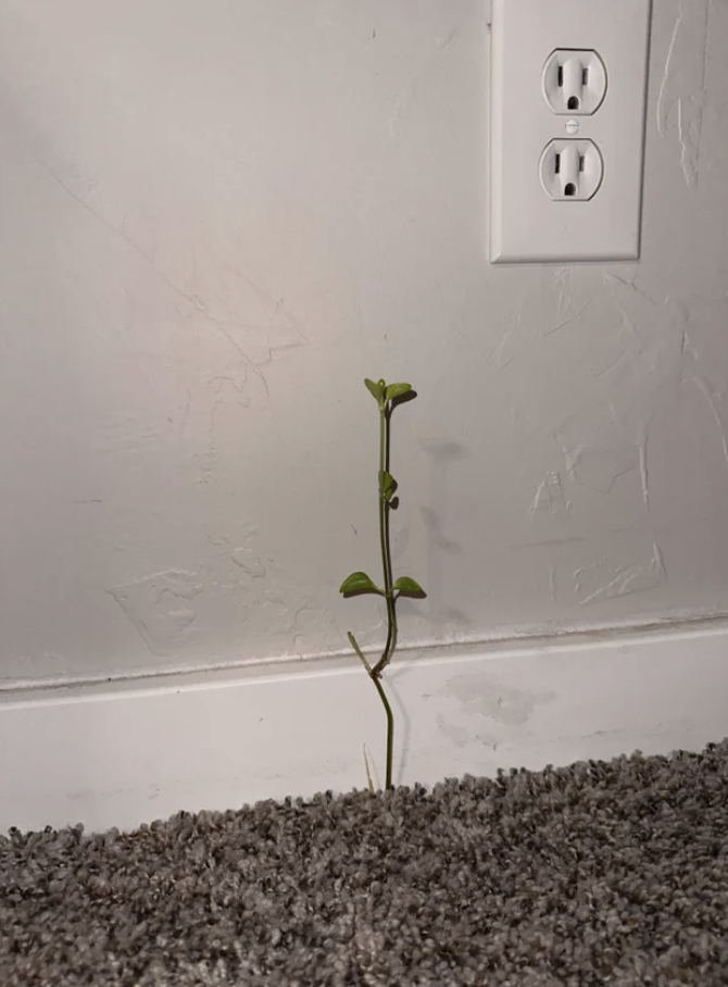 A plant emerging from a rug
