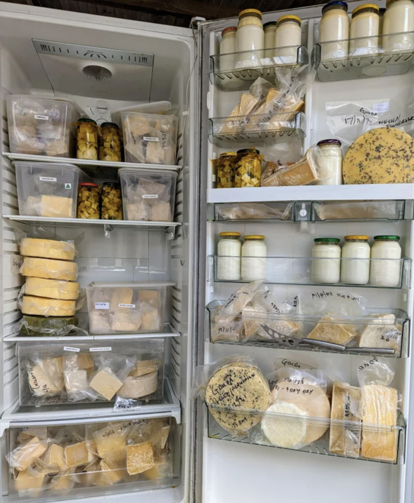 A fridge containing nothing but labeled cheese in containers, plastic bags, and jars