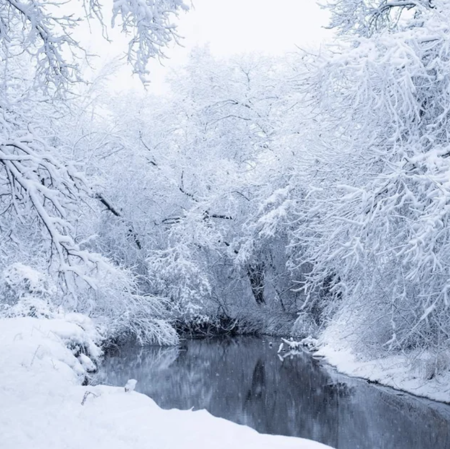 A snowy wood with a creek