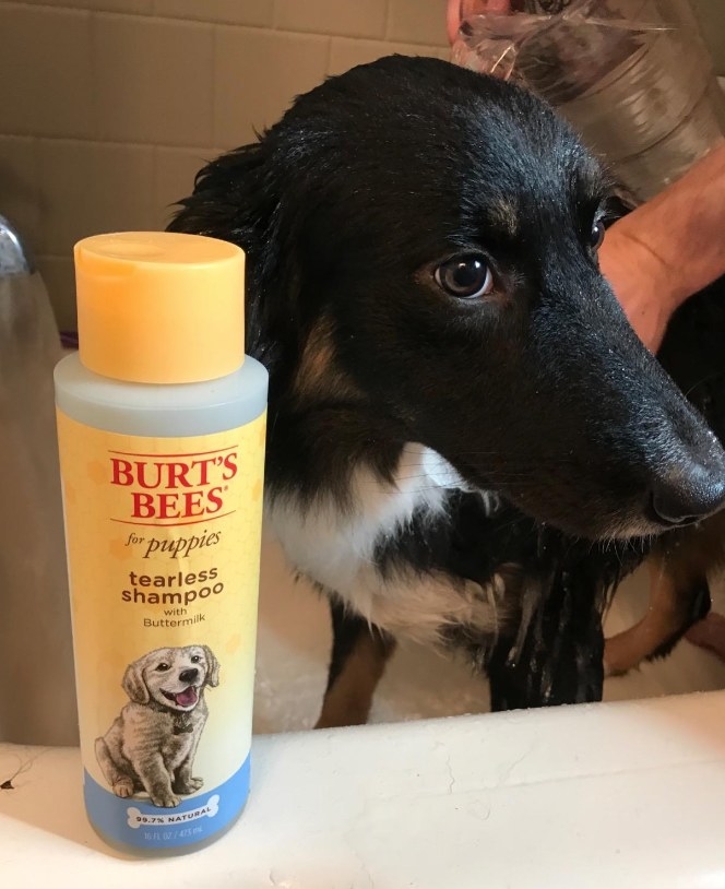 a reviewer&#x27;s dog in the tub next to the burt&#x27;s bees shampoo