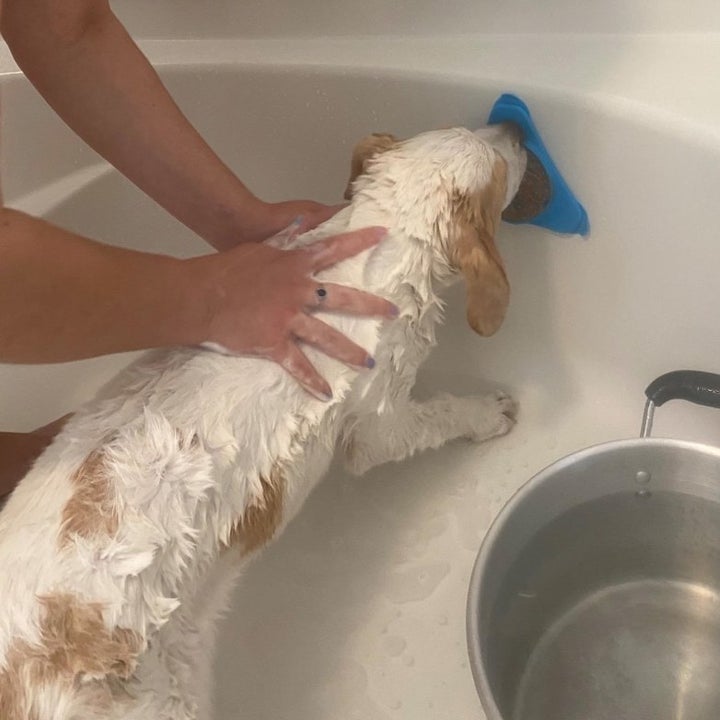 a reviewer's puppy in the bathtub licking the lick mat