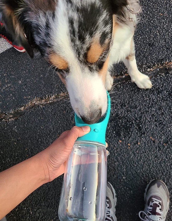 A reviewer giving their dog water from the blue bottle