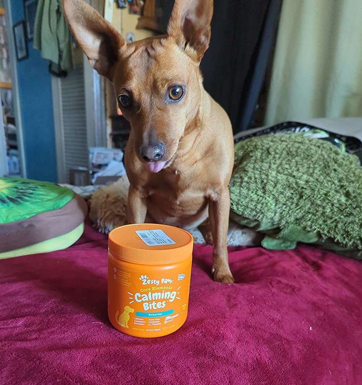 reviewer image of a small dog next to a container of calming bites