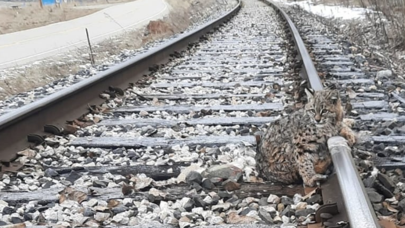 A bobcat frozen to train tracks