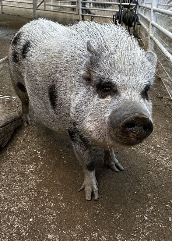 Pearl the pig