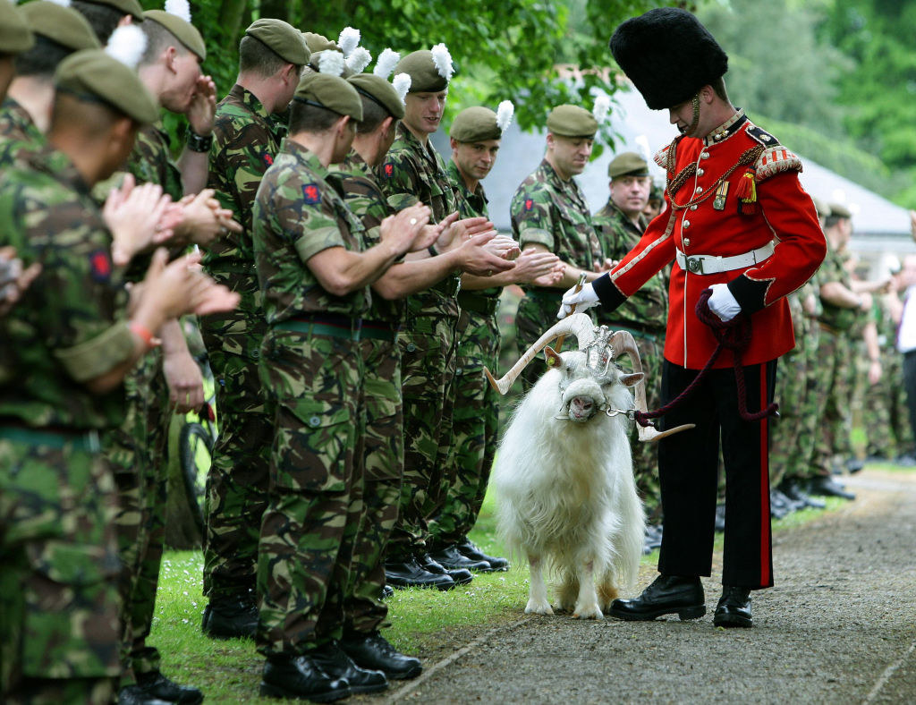 A goat with the military