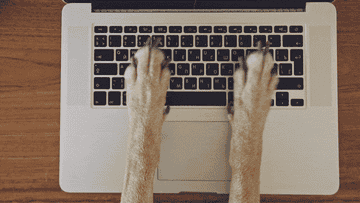 dog paws typing on a laptop
