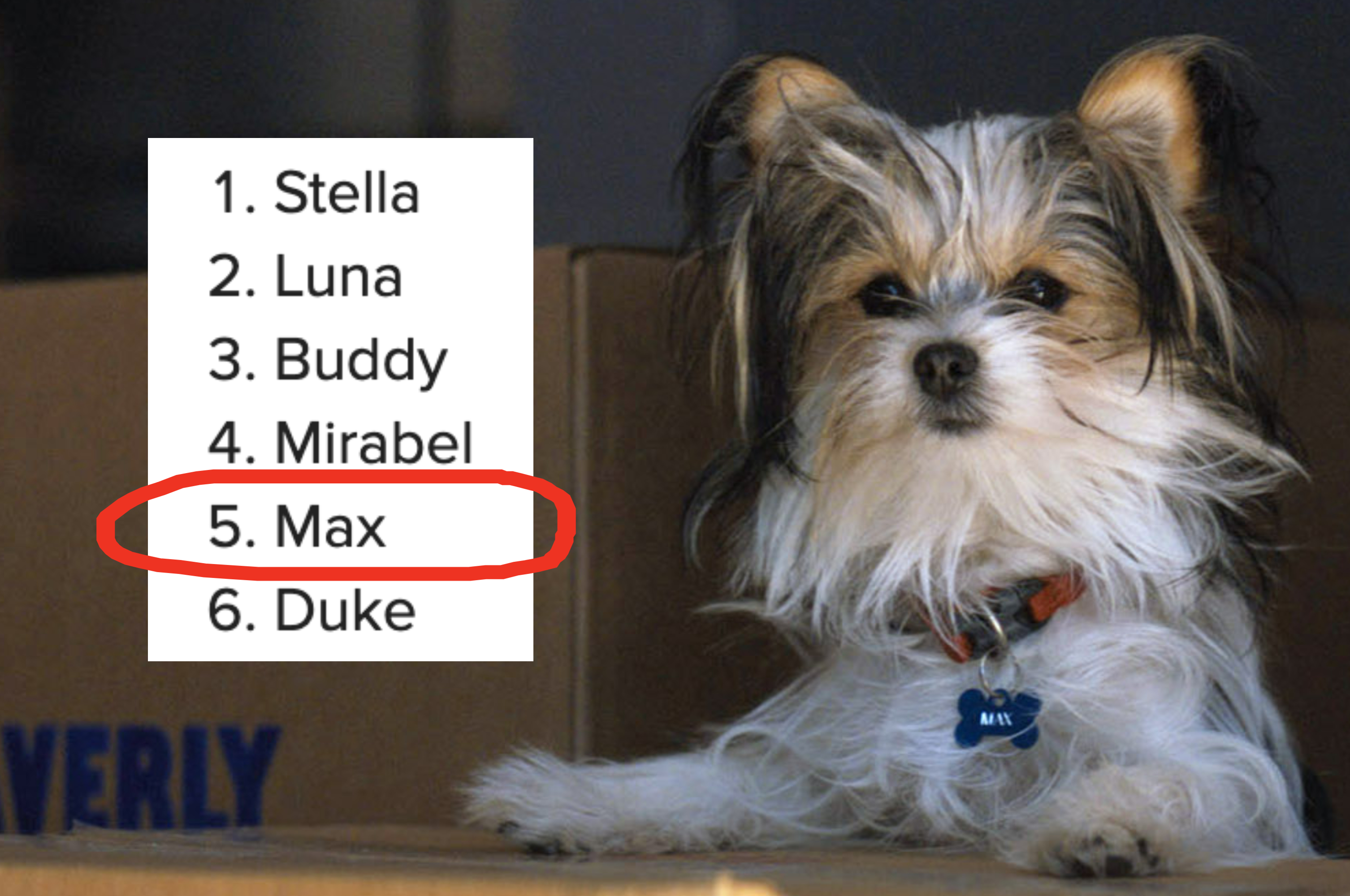 Is Your Dog's Name On This List Of The Top 20 Most Common Dog Names ...