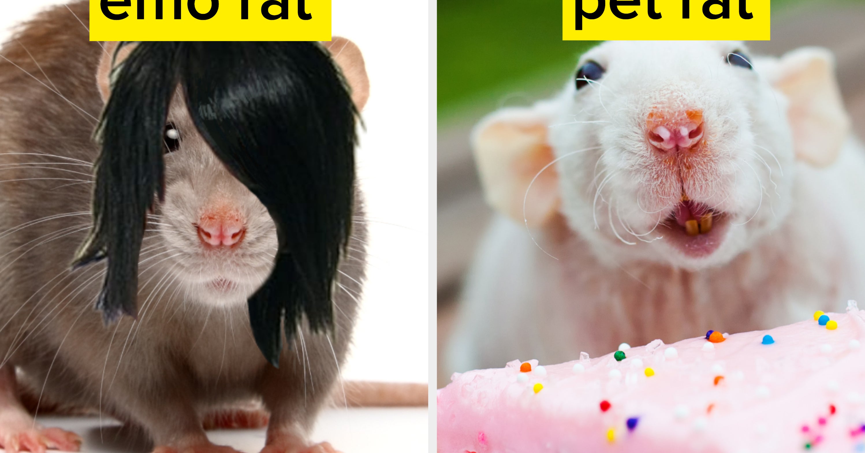 make-a-nyc-rat-your-next-pet