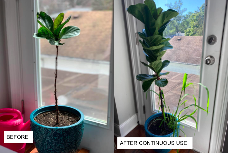 Reviewer's plant before using Miracle-Gro spikes, with very little growth, and reviewer's plant after continuous use of Miracle-Gro with noticeably much more growth and leaves