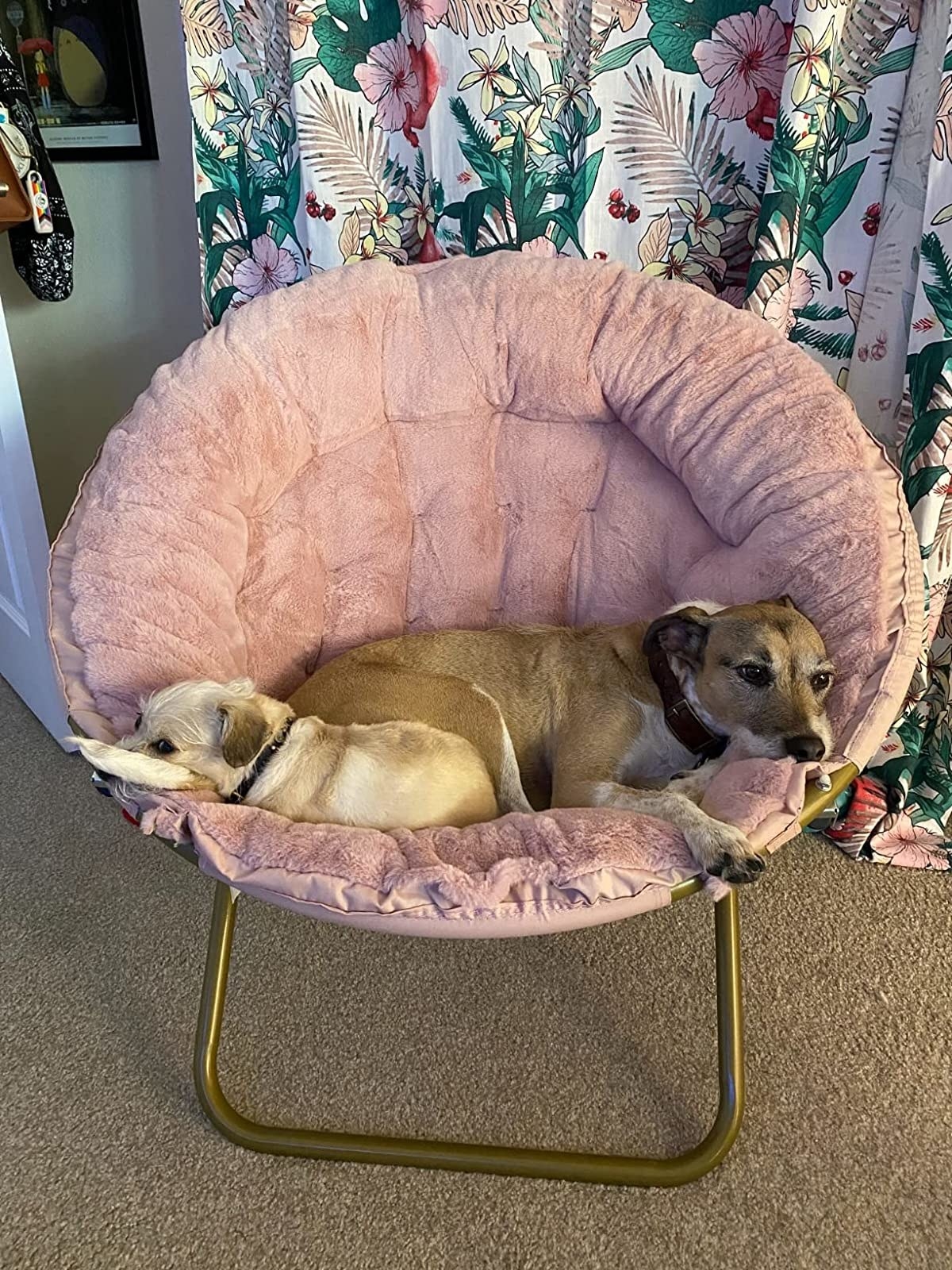 Reviewer&#x27;s pink chair with dog curled up in it