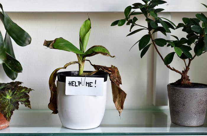 Dying houseplant with a "help me" sign