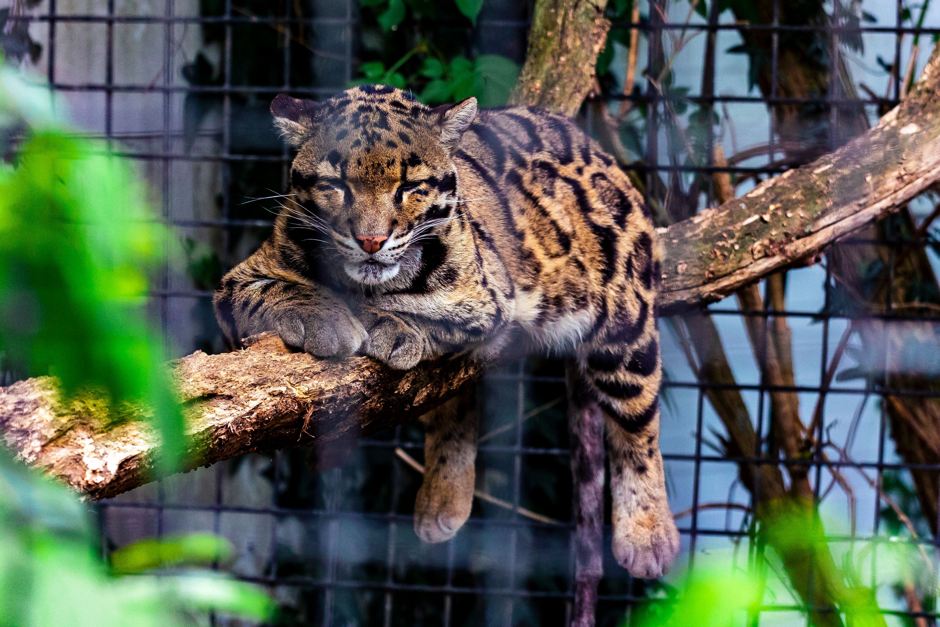 Clouded Leopard On The Loose At The Dallas Zoo But Has Been Found
