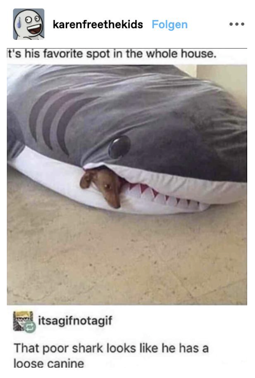 A dog is sleeping inside the mouth of a pillow shaped like a shark, and a commenter responds &quot;That poor shark looks like he has a loose canine&quot;