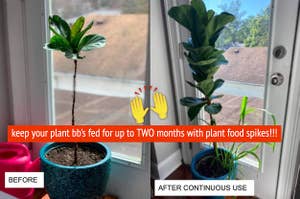before and after for plant food spikes