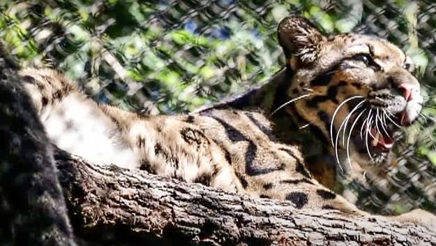 The Dallas Zoo was forced to close on Friday as it searches for a clouded leopard that appears to have escaped from its enclosure, the zoo announced on Twitter.