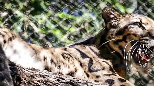 The Dallas Zoo was forced to close on Friday as it searches for a clouded leopard that appears to have escaped from its enclosure, the zoo announced on Twitter.