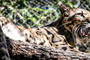 This is a photo of clouded Leopard.